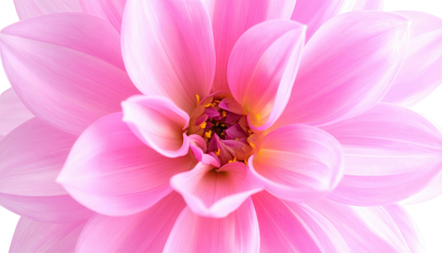 Close-up of a vibrant pink flower with intricate petals and a detailed central core