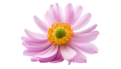 Isolated soft pink flower with orange center. Delicate petals stand out against a black background