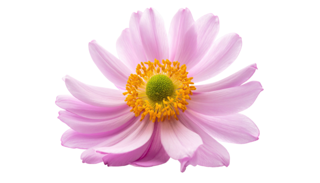 Isolated soft pink flower with orange center. Delicate petals stand out against a black background