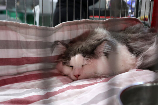 Gatto British Shorthair grigio che dorme pacificamente accovacciato su un telo di raso rosso lucido all'interno di una gabbia da esposizione felina