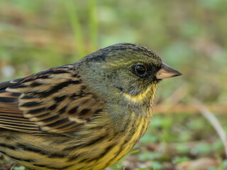Closeup of a Bunting, アオジ