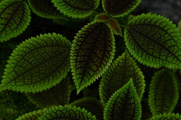 Vibrant Green Textured Plant Leaves, 鮮やかな緑色の葉のクローズアップ