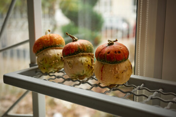 Colorful decorative gourds on a shelf near a window create a cozy autumn atmosphere in a home setting