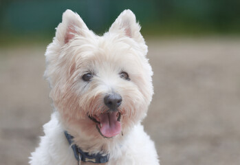 West Highland White Terrier, headshot portrait