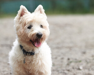 west highland white terrier pet dog, wearing collar and tag