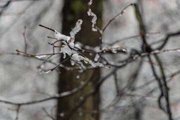 A detailed close-up of bare tree branches coated with delicate ice crystals and droplets. The frosty texture stands out against the blurred, muted winter background
