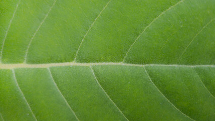 Close-up texture of green leaf veins.