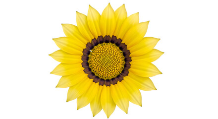 Yellow Gazania Flower with Dark Center on Black Background