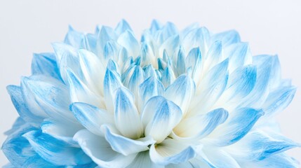 Fototapeta premium Soft aqua dahlia bloom captured in close-up against a clean white backdrop, highlighting its layered petal texture.
