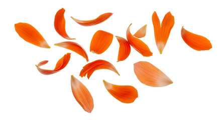 Fototapeta premium Scattered Orange Petals A Vibrant Collection Isolated on a Clean White Background