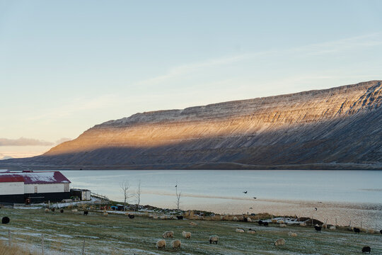 Picturesque lakeside view with grazing sheep and a mountain backdrop. - Powered by Adobe