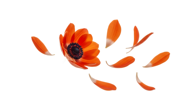 Vibrant Orange Flower with Scattered Petals on White Background - Powered by Adobe