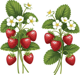 Realistic Strawberry Plants with Fruits and Flowers Vector Illustration - Fresh Botanical Graphic