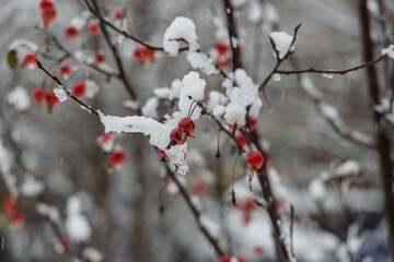A branch with dense clusters of red berries, encased in a light layer of snow. Winter stillness, natural splendor
