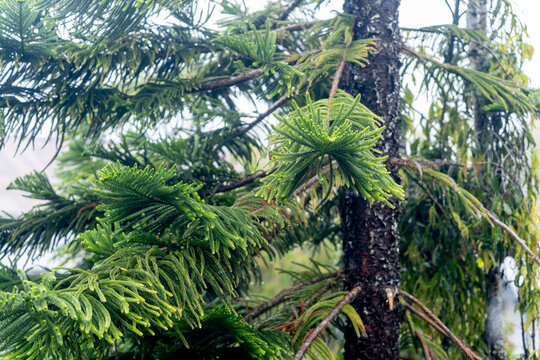 A detailed close-up of a conifer tree, focusing on the rough brown bark of the trunk and the vibrant green, spiky evergreen branches.