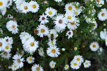 Fototapeta premium Small daisies close-up, a bee sitting on the flowers.