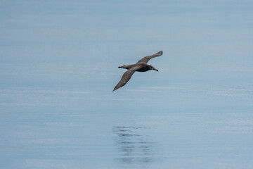 Black-footed Albatross (Phoebastria nigripes) Flying over the Sea near Rausu, Shiretoko Peninsula, Hokkaido, Japan