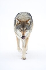 Intense Wolf Stare - Dramatic Portrait of a Gray Wolf