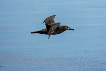 北海道知床・羅臼沖を飛翔するクロアシアホウドリ（Phoebastria nigripes）―海洋生態系と希少鳥類の記録写真
