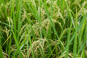 Lush green rice paddy field with ripening panicles of grain (Oryza sativa) photographed close-up, ready for a bountiful harvest in a tropical setting.