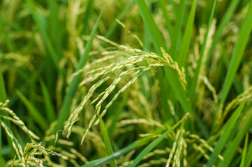 Extreme close-up of a single ripening head of rice (Oryza sativa) with developing grains hanging from the panicle, set against a blurred green paddy field background.