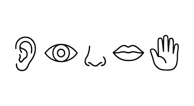 Five senses icon set sensory perception outline vector design