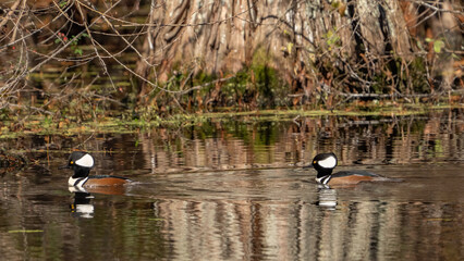 Hooded Merganser in Stumpy Lake Virginia Beach.