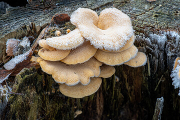 Cream‑colored bracket fungi grow on an old, decaying tree stump. The textured caps and frosty...