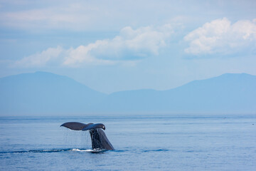 Fototapeta premium Sperm Whale (Physeter macrocephalus) Diving off the Coast of Rausu, Shiretoko Peninsula, Hokkaido, Japan