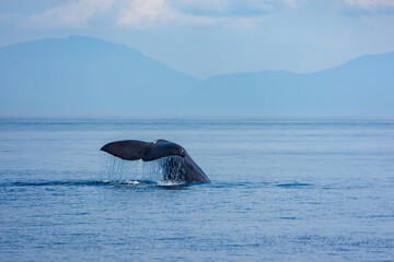 Naklejka premium 北海道知床・羅臼沖で観察されたマッコウクジラ（Physeter macrocephalus）の潜水行動 ― 海洋生態系と希少種の記録写真