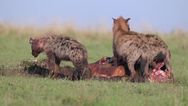 Pack of Hyenas Feeding on Prey in Kenya Grassland