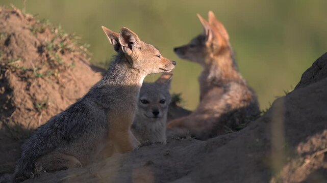 Black-Backed Jackal Cub Relaxing Together in the Wild