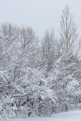 A winter wonderland where snow gracefully blankets bare branches in the cold.