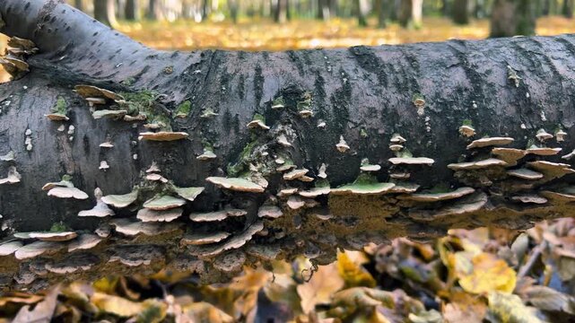 A fallen tree trunk in an autumn forest, with saprophytic Trichaptum abietinum mushrooms growing on it.