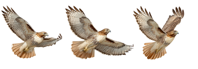 Majestic hawk soaring through the sky showcasing its incredible wingspan and agility during daylight hours