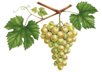 Intricate botanical watercolor of golden green grapes and emerald leaves on a woody vine, isolated against a transparent background with copy space, concept for luxury packaging design