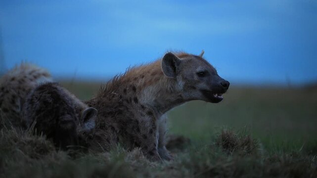 Hyena Cubs Grouped in Kenya Grassland at Blue Hour