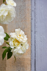 Ivory rose wall and window