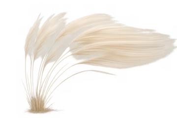 Pampas grass plumes blowing in the wind, light beige dry feathery plant with bohemian aesthetic, transparent background