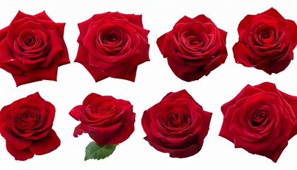 Naklejka premium Each Of The Six Dark Red Rose Blooms Carries A Quiet Power Their Soft Petals Contrasting With Their Intense Color Of Love Photo With Clipping Path