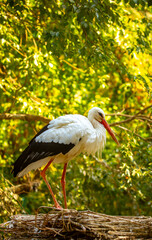 A close-up of a stork in its nest. A white stork at its nesting site against a backdrop of trees. The concept of motherhood, reproduction and conservation of wildlife.