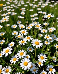 Fototapeta premium Field of white oxeye daisies blooming in a sunlit meadow, vibrant and fresh, garden, meadow, ground cover