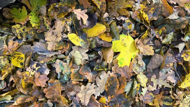 Fallen oak and maple leaves, a log with Daedaleopsis tricolor fungi growing on it in an autumn deciduous forest. Sunlight shimmers on the mushrooms' surface.