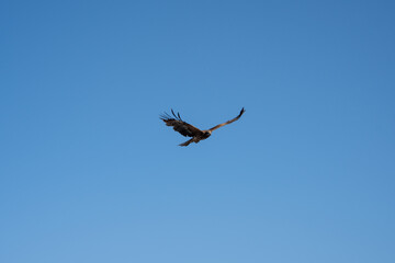 flying hawk in the sky