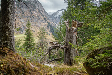 Ein vom Sturm abgerissener Baum im Wald