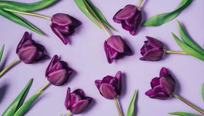 Elegant Purple Tulips: An eye-level shot captures a collection of exquisite purple tulips artfully arranged on a soft lavender surface.