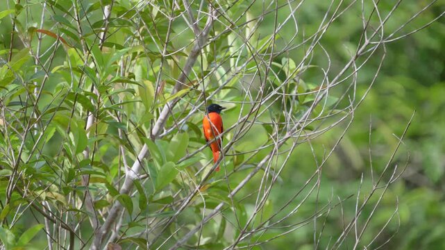 Scarlet Minivet (Pericrocotus speciosus ) perch on branch. Bird watching in natural habitats in the forest.
