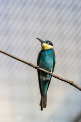 European Bee-eater (Merops apiaster) breeding in southern Europe