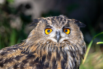 Eurasian Eagle-Owl (Bubo bubo) in rocky mountain habitat Europe