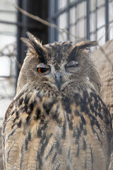 Eurasian Eagle-Owl (Bubo bubo) in rocky mountain habitat Europe